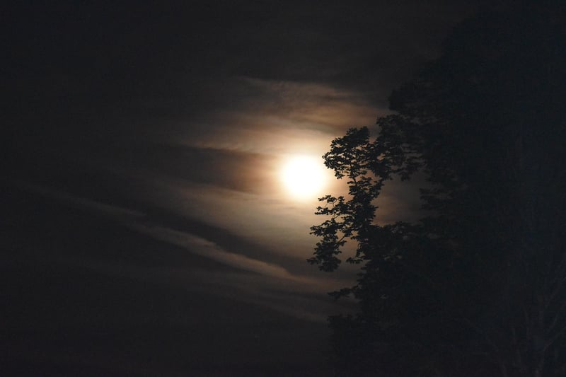 Moonlit Love